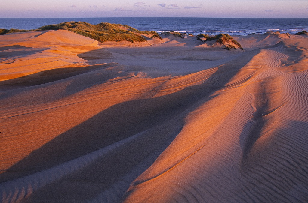 Drifting sand and marram grass on the dunes at Sands of Forvie  (Photo: 
Lorne Gill/SNH) 