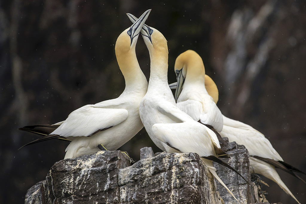 New interactive cameras to capture the return of the world’s largest Northern Gannet colony on Bass Rock



One of the UK’s leading conservation and education charities, the Scottish Seabird Centre, is welcoming the arrival of the first gannets in 2020 with the installation of brand-new state of the art cameras. At the Centre’s new interactive Discovery Experience in North Berwick (a 30 minute train ride from Edinburgh), budding Sir David Attenboroughs and Liz Bonnins will be able to take control of the cameras for themselves to observe the fascinating behaviour of the world’s largest Northern Gannet colony on nearby Bass Rock in the Firth of Forth. 



As the last of the country’s white snowscapes thaw, the island off the stunning coast of East Lothian appears to turn white with the sheer volume of gannets settling into their summer home for the breeding season. The gannets typically start to circle the rock in late February, then finally land and take residence on the Island in late March.



The appearance of the first gannets is a significant milestone in the start of the breeding season on the Firth of Forth islands. The area is of international importance for breeding seabirds with over 500,000 nesting on the islands, including puffins, cormorants, kittiwakes, guillemots, razorbills, fulmars, shags and terns.



Mal Watson, Science Communicator at the Scottish Seabird Centre, said: “We’re incredibly excited about the installation of these new cameras, which are now almost complete. The cameras allow visitors to our new interactive Discovery Experience to witness the return of these beautiful seabirds first-hand. As it’s the World’s Largest Colony of Northern Gannets, we can of course guarantee there is no other experience like it in the world. The sight of thousands of gannets nesting on Bass Rock is always amazing to witness – even for those who have worked here for many years.”



The Scottish Seabird Centre’s new Discovery Experience