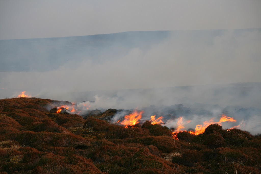 Muirburn should be put on hold because of the coronavirus (Photo: Paula Fisher / Shutterstock)