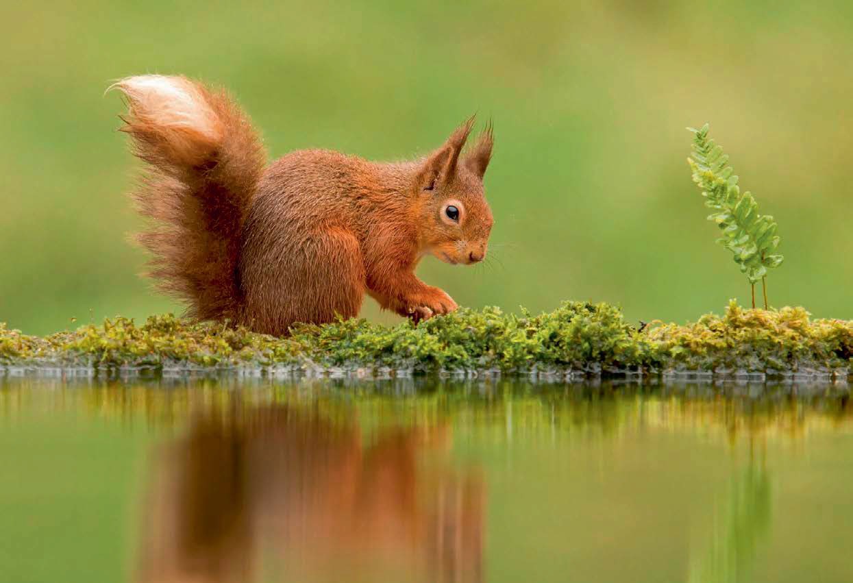 A red squirrel
