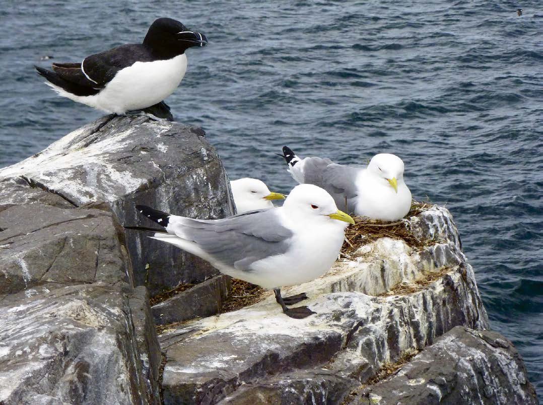 Nearly a million seabirds nest on St Kilda including kittiwakes and razorbills. (Photo: Polly Pullar)
