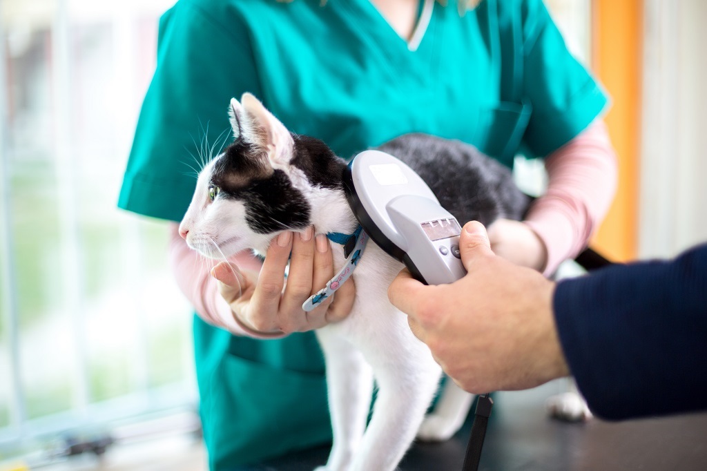 A vet checking the microchip of cat in a clinic (Photo: Lucky Business / Shutterstock)