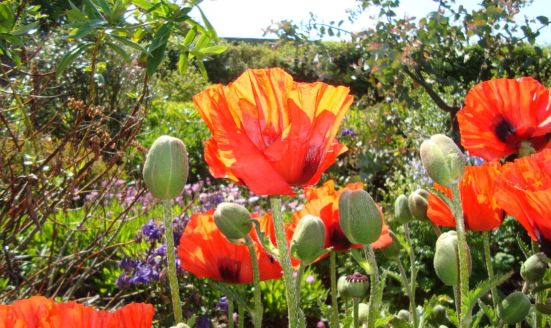 The Castle of Mey gardens.