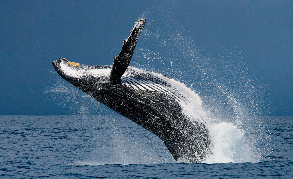 Humpback whale, which many Britons could not identify.