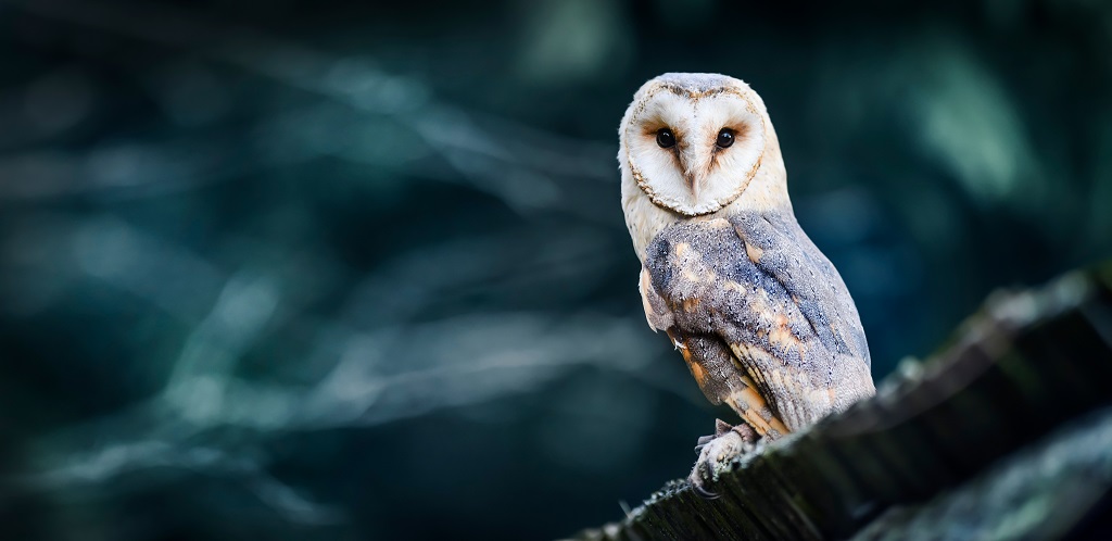 A barn owl (Photo: Krasula / Shutterstock)