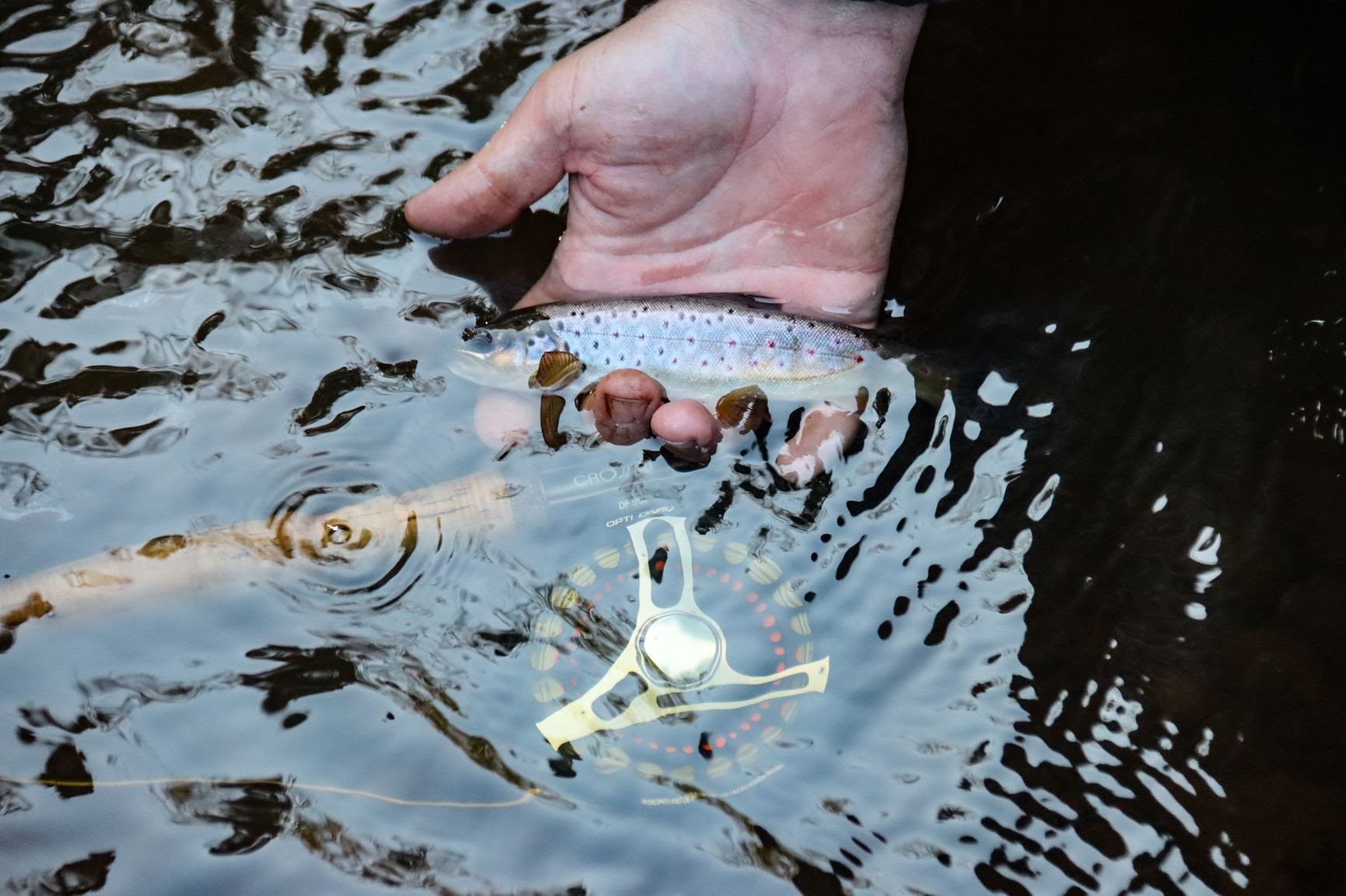 Fishing in the Avon 