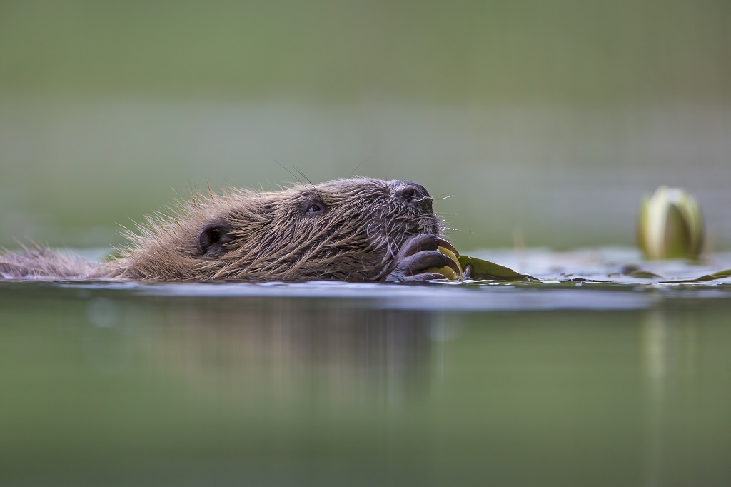 A European Beaver  (Photo: Scotland - The Big Picture)