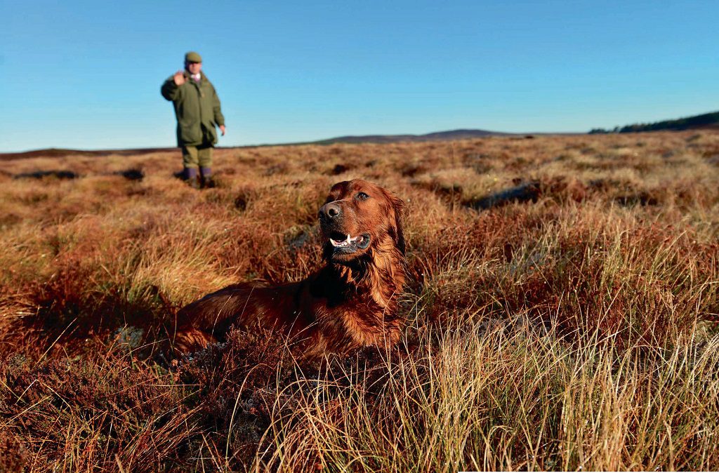 Judge Colin Forde comes from a family of Irish setter breeders in Southern Ireland, he is pictured here with Bownard Cherry Cherry [Photo: Angus Blackburn]

