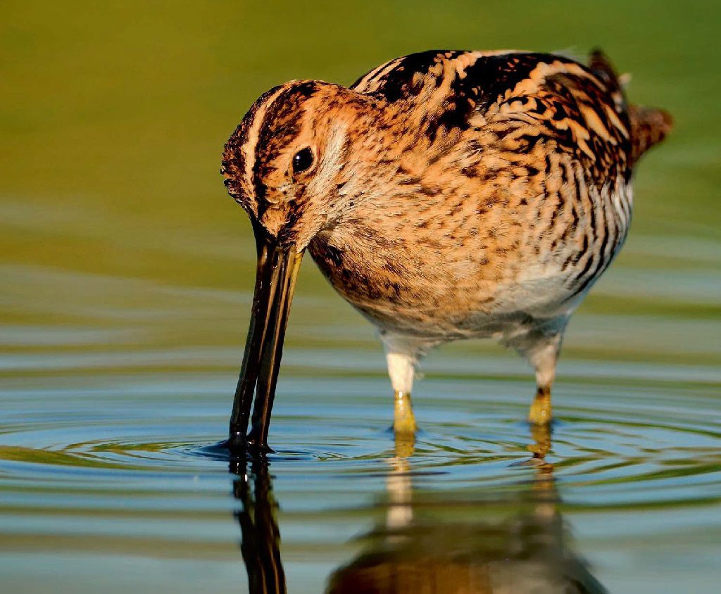 Many woodcock come from breeding grounds in Russia 
