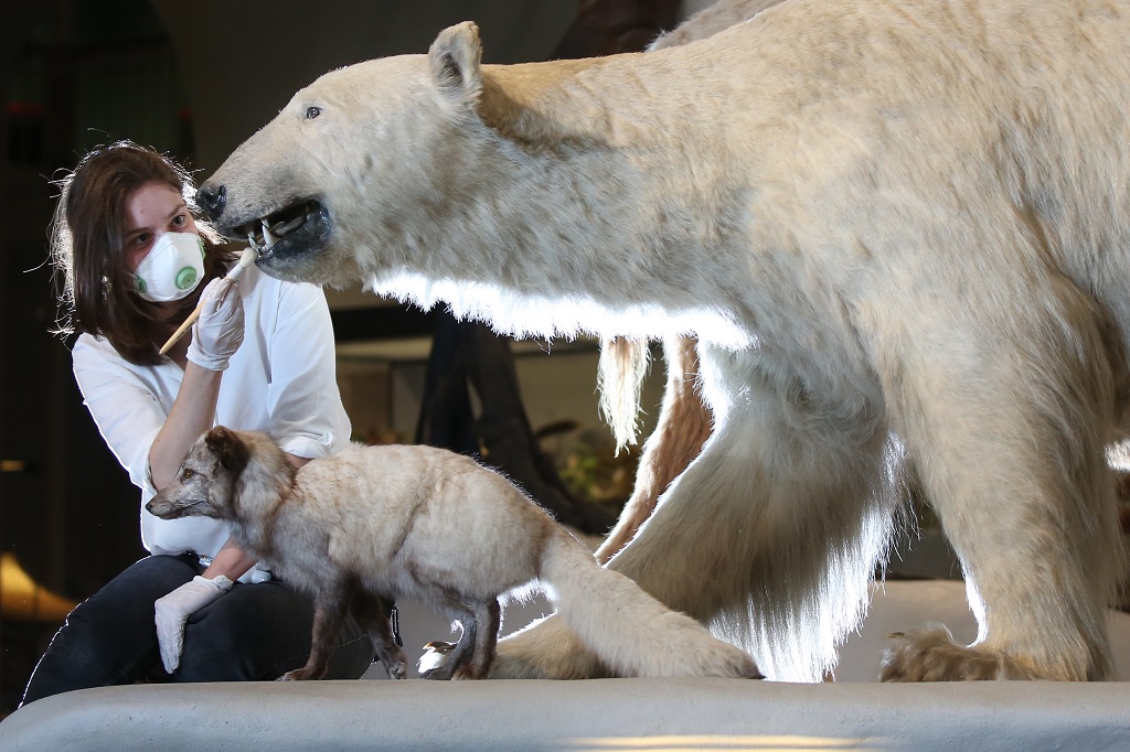 Anna Starkey, Collections Care Manager, National Museums Scotland brushes a polar bear (Photo: Stewart Attwood)