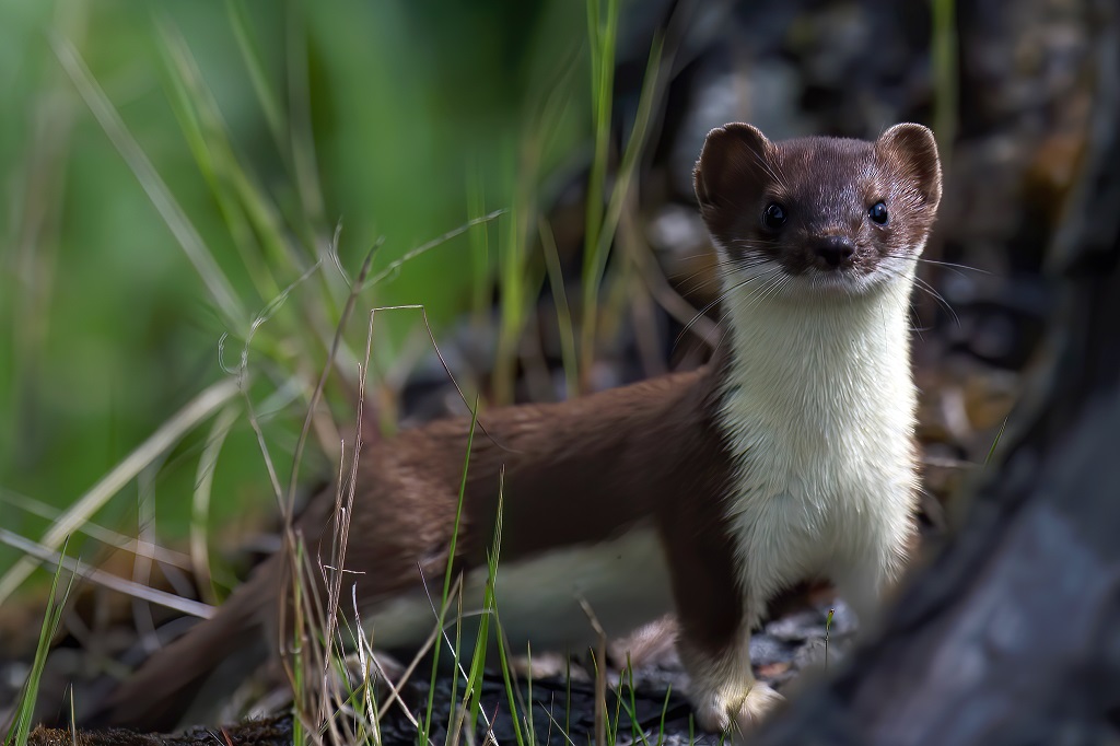 A stoat (Photo: Agami Photo Agency / Shutterstock)