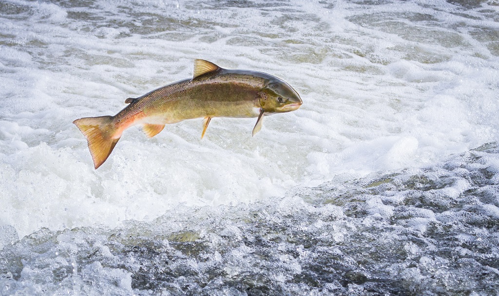 An,Atlantic,Salmon,(salmo,Salar),Jumps,Out,Of,The,Water