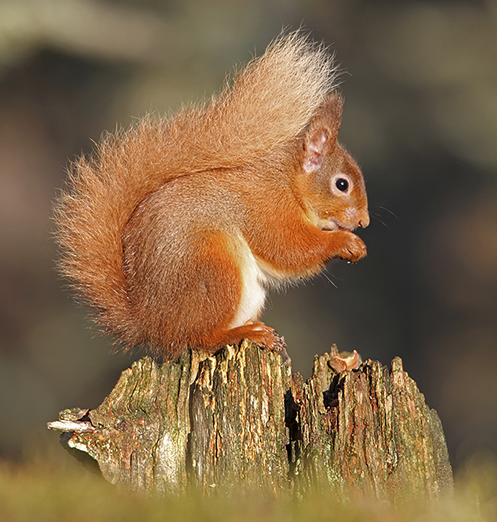 Red Squirrel (Photo EJHope)