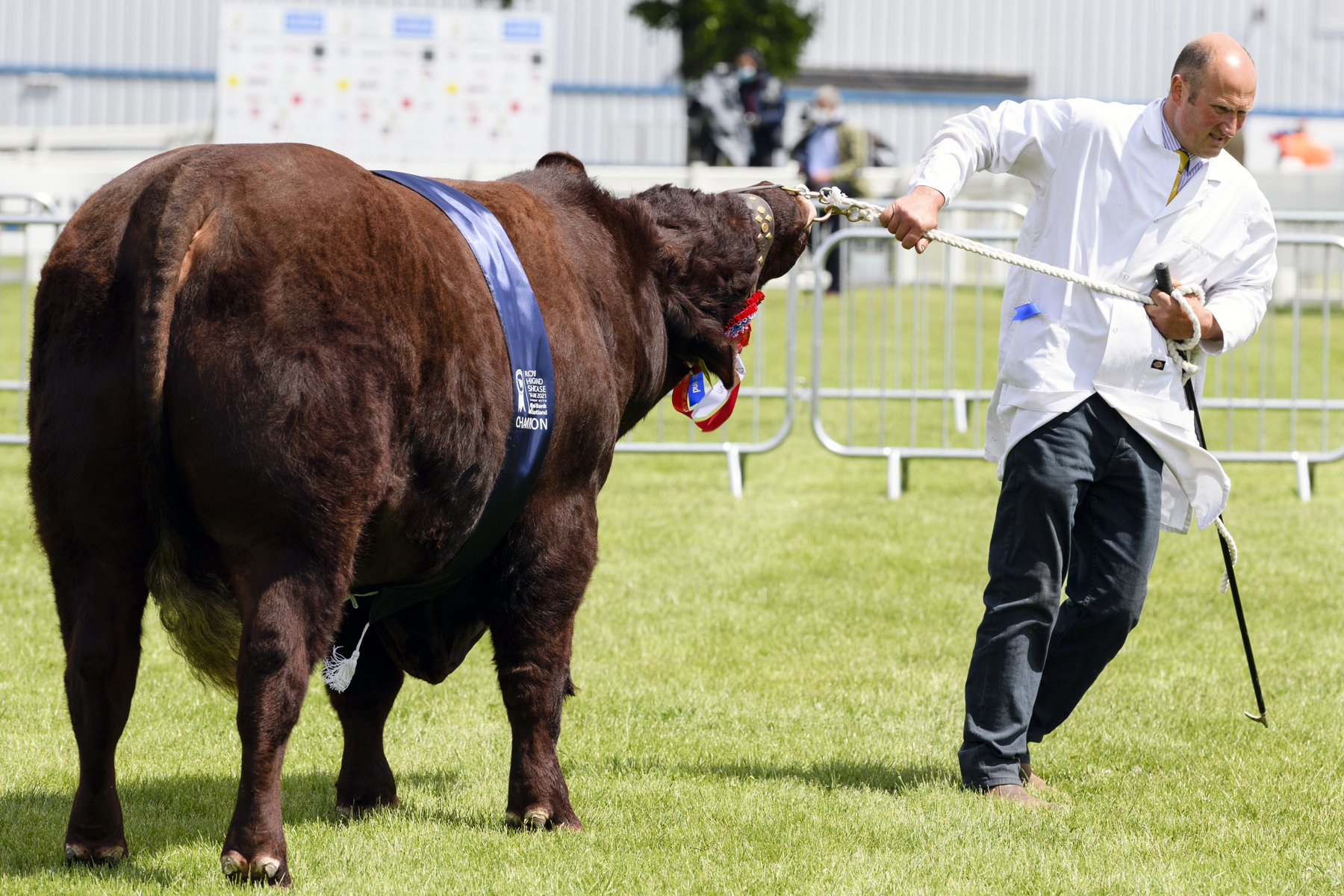 One competitor at the Royal Highland Showcase this year (Photo: Ian Georgeson)