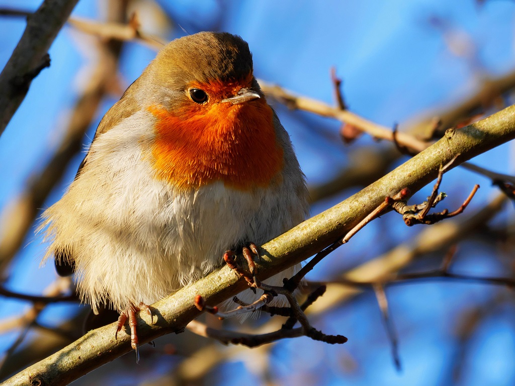 Robin by Katy Read