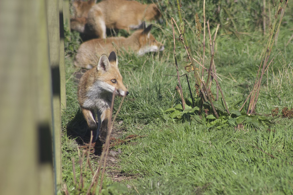 Young foxes at the SSPCA Wildlife Rescue centre (Photo: Maramedia) 