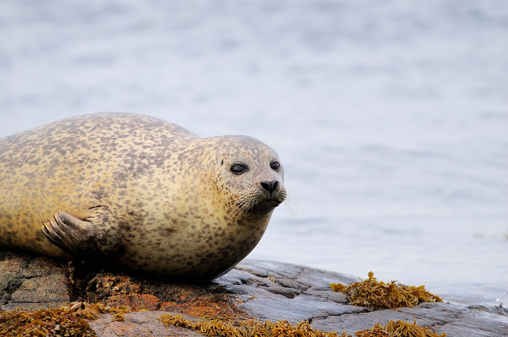 Common seal resting on rocks at low tide.
(Photo: Lorne Gill /NatureScot)