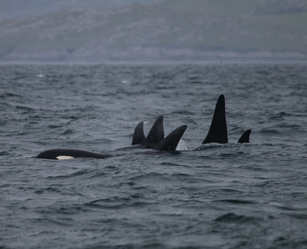 Scotland Norway Killer Whale Match 2