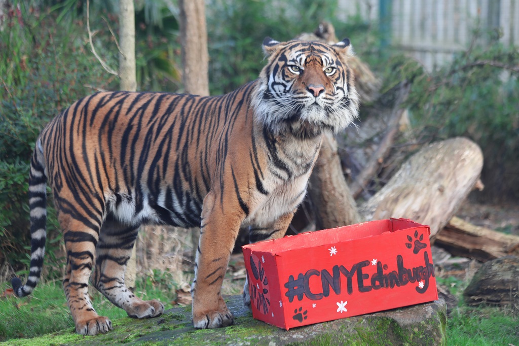 01_22_Lucu-Chinese-New-Year_JW-credit-Edinburgh-zoo-1thg04aj3