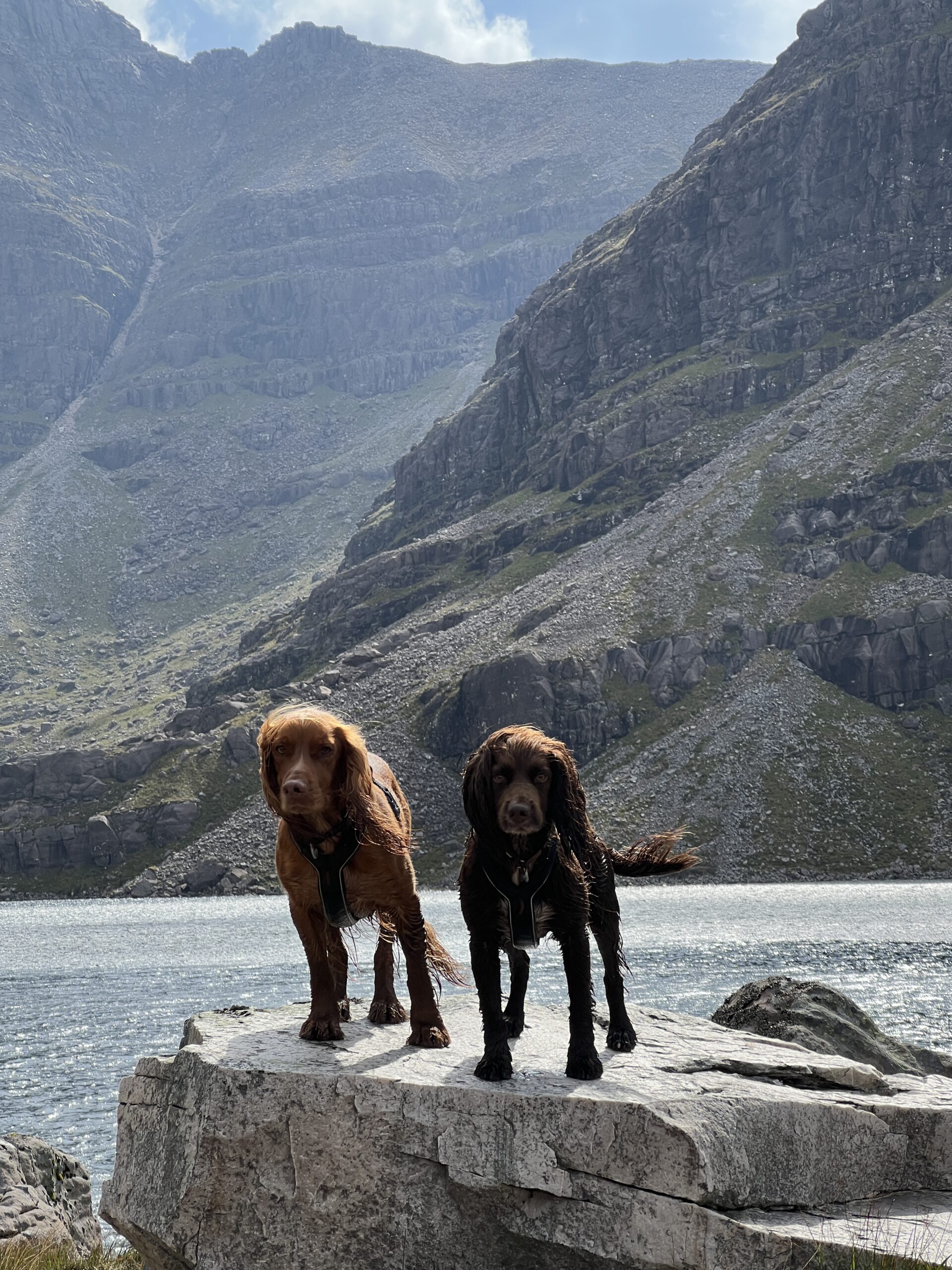 Hollie Jenkins with dogs Hugo and Spencer