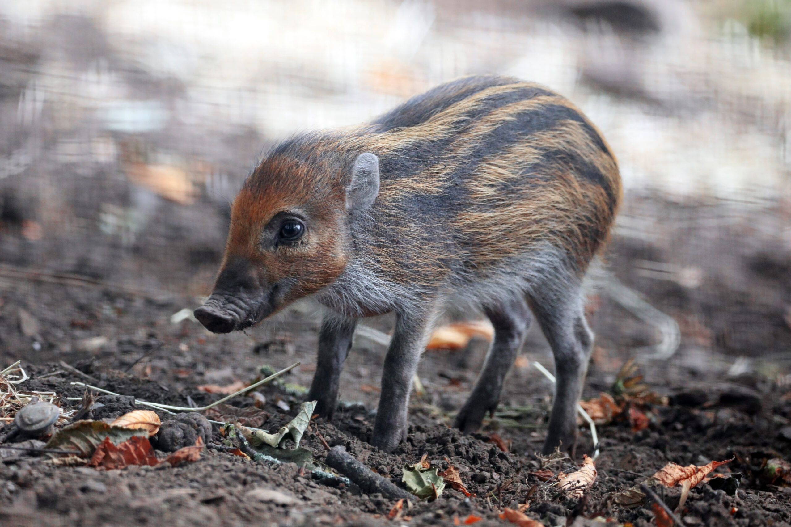 23_08_Visayan-warty-piglets-first-time-outdoors_AM-7-3fxhnfx3p-scaled