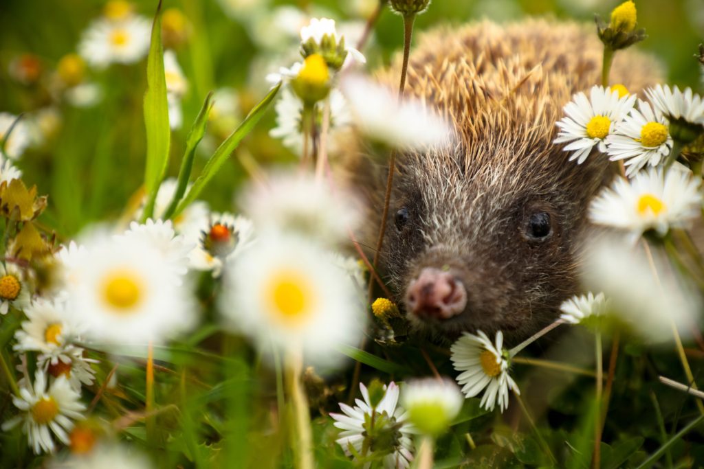 A-British-Hedgehog-S-Phoebe-Smith-1024x683