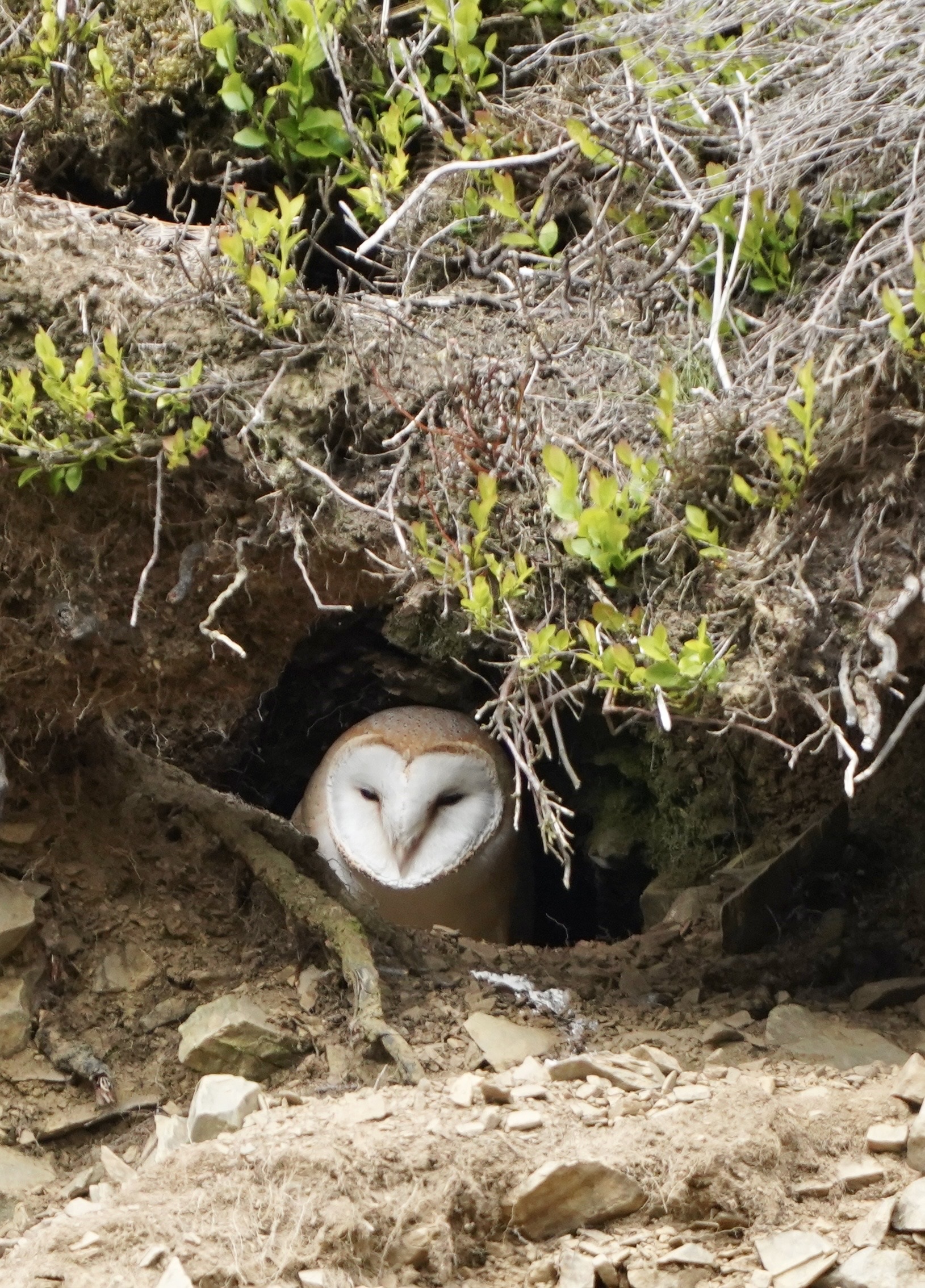 Barn-Owl-June-2023-image-1-2bh7jp8pu