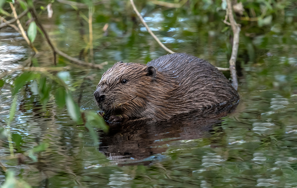 Beaver