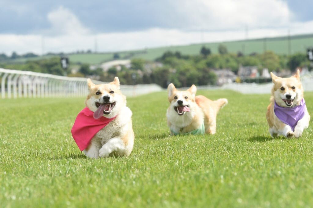 Platinum jubilee - corgis at Musselburgh Racecourse