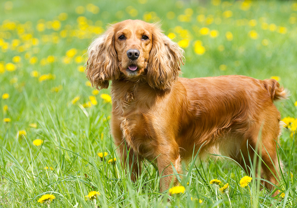 COcker-spaniel