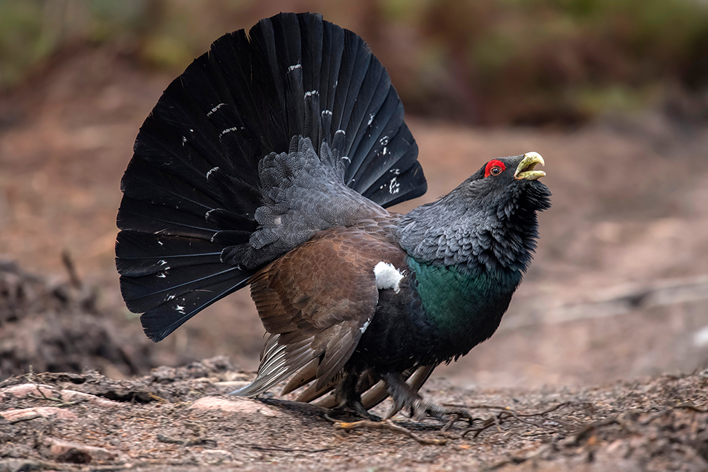 Capercaillie-in-a-forest-in-the-highlands-of-Scotland