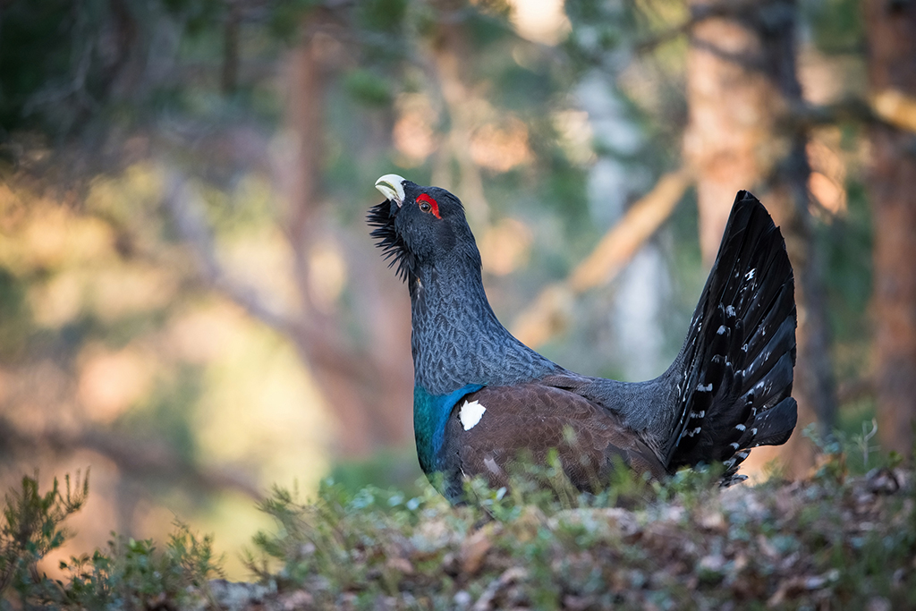 Capercaillie