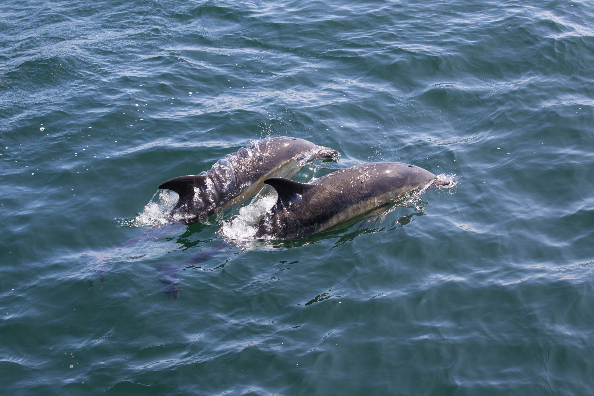 Common-Dolphins-spotted-in-the-Treshnish-Isles-newly-acquired-by-the-National-Trust-for-Scotland-2ykpnzh42