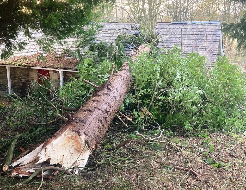 Doune-Estate-felled-tree-on-property-a89nt7jw