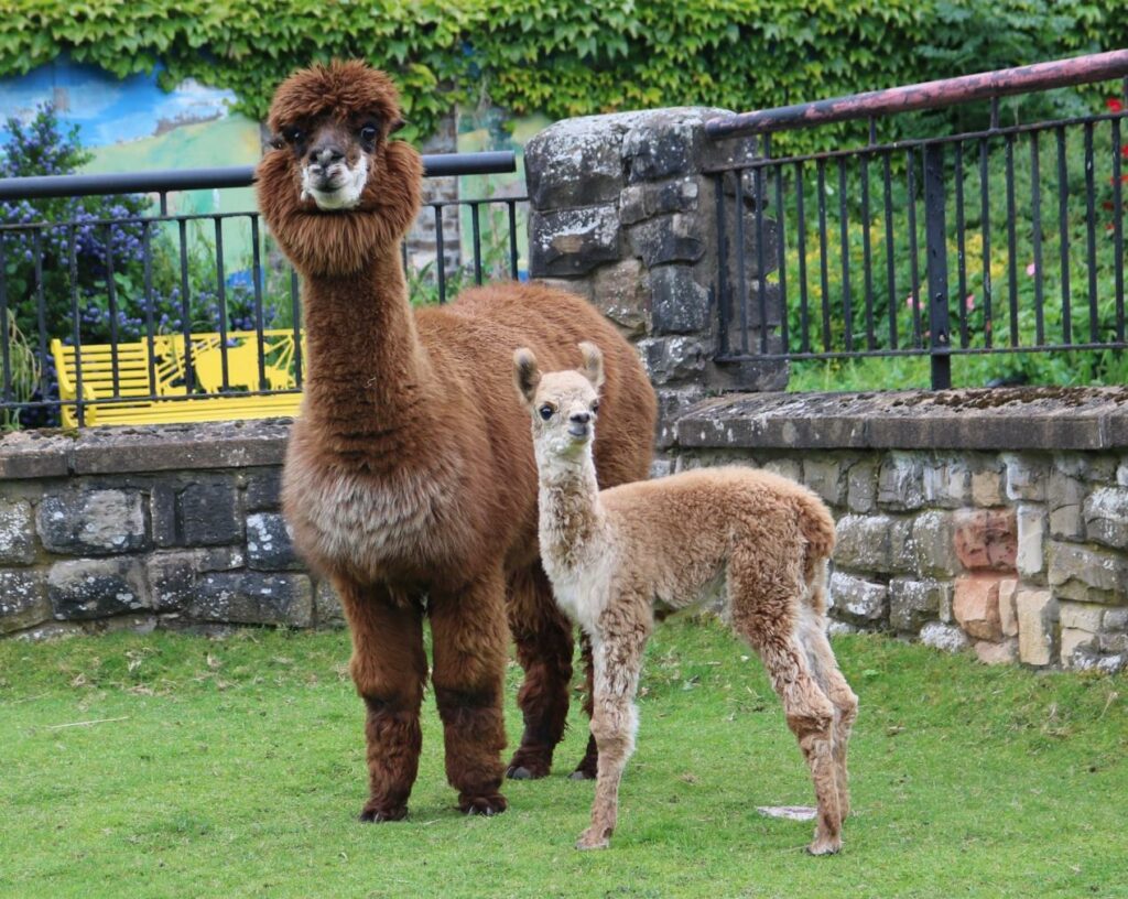 Cria - a baby aloaca