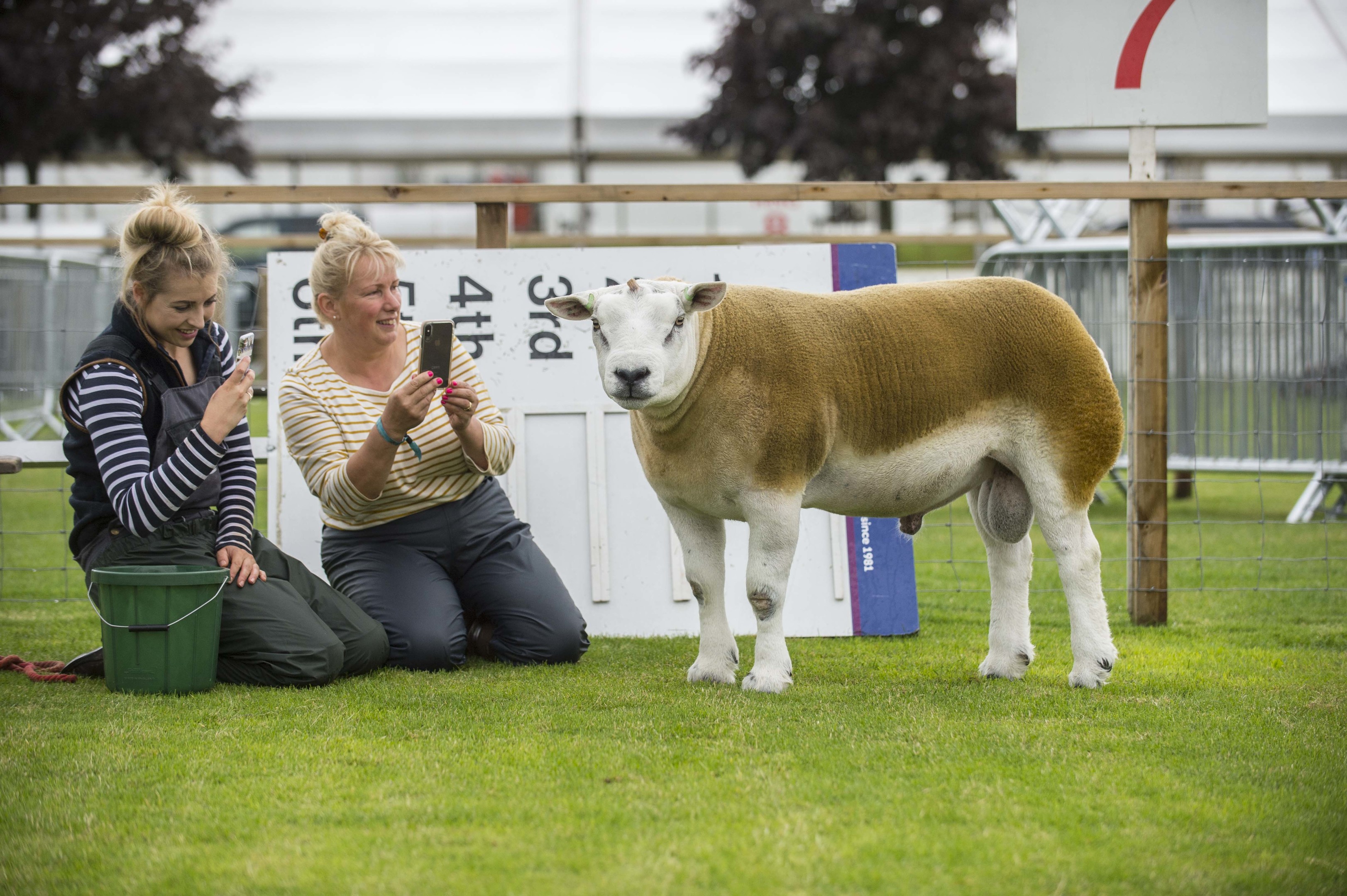 Royal Highland Show, Edinburgh. 2018.
Preparation for the  show  opening.

Pic - Louise Allan &amp; Melanie Alford with texel  ram Midlock your the one (AKA Stan) get ready for the show.