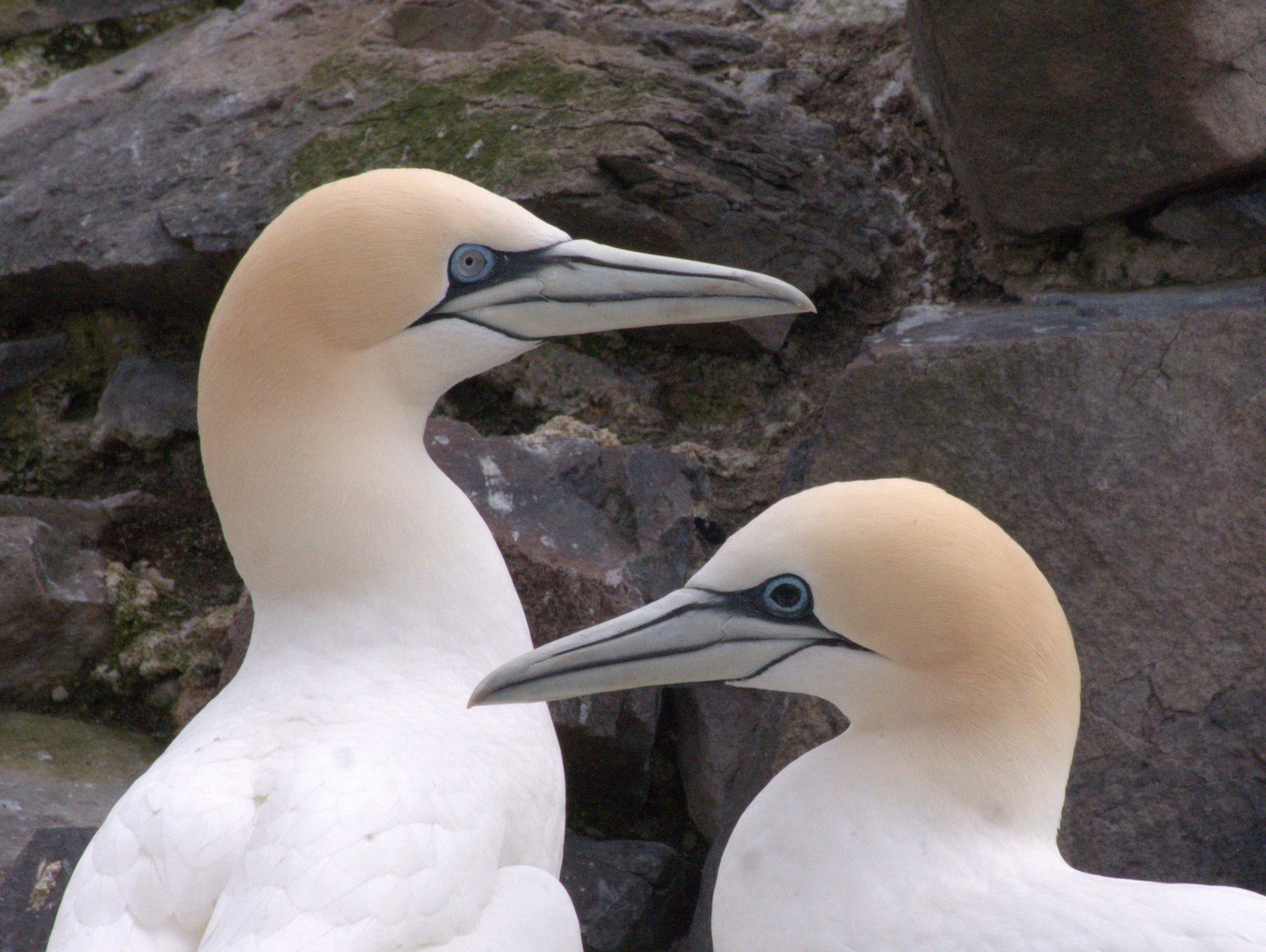 Gannet-showing-black-eye-indicating-exposure-to-Avian-Flu-April-2023-c-Emily-Burton-Scottish-Seabird-Centre-dobxgdz3-scaled