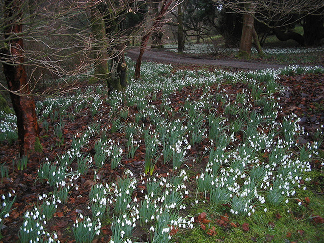 Gargunnock-House-Stirlingshire-Snowdrops-122-5x4in