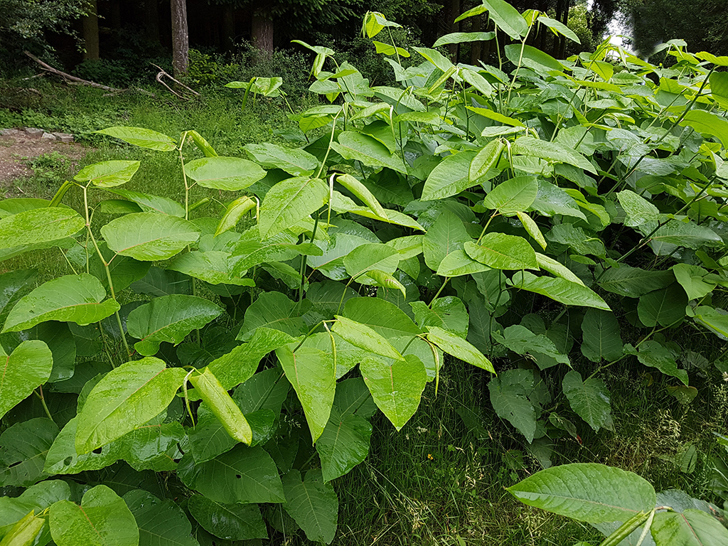 Japanese-knotweed