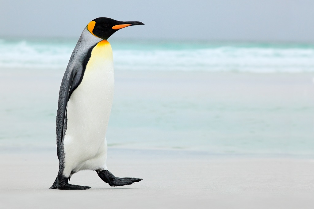 Big,King,Penguin,Going,In,To,The,Blue,Water,,Atlantic