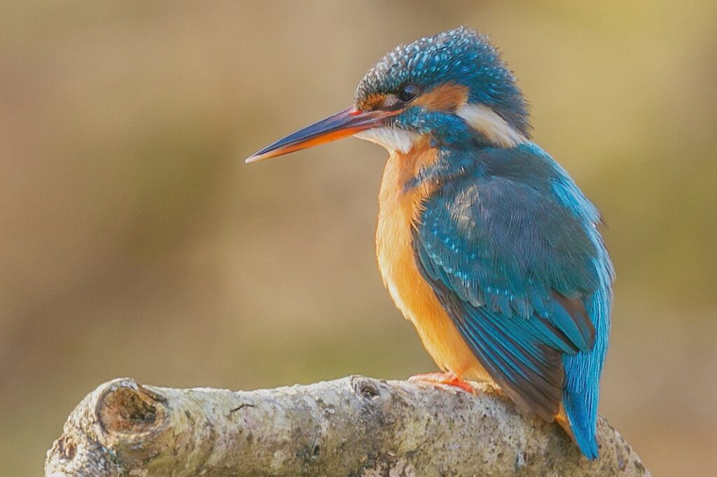 Kingfisher at Lochter fishery