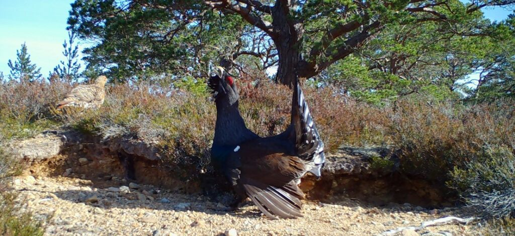 Wildlife - Capercaillie