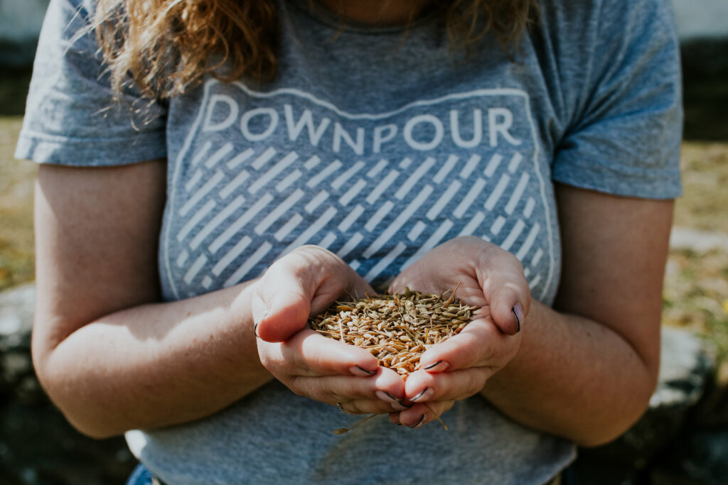 Whisky - bere barley at north Uist Distillery