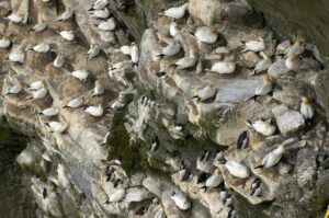 Gannets and Guillemots on the rockface, Isle of Noss 