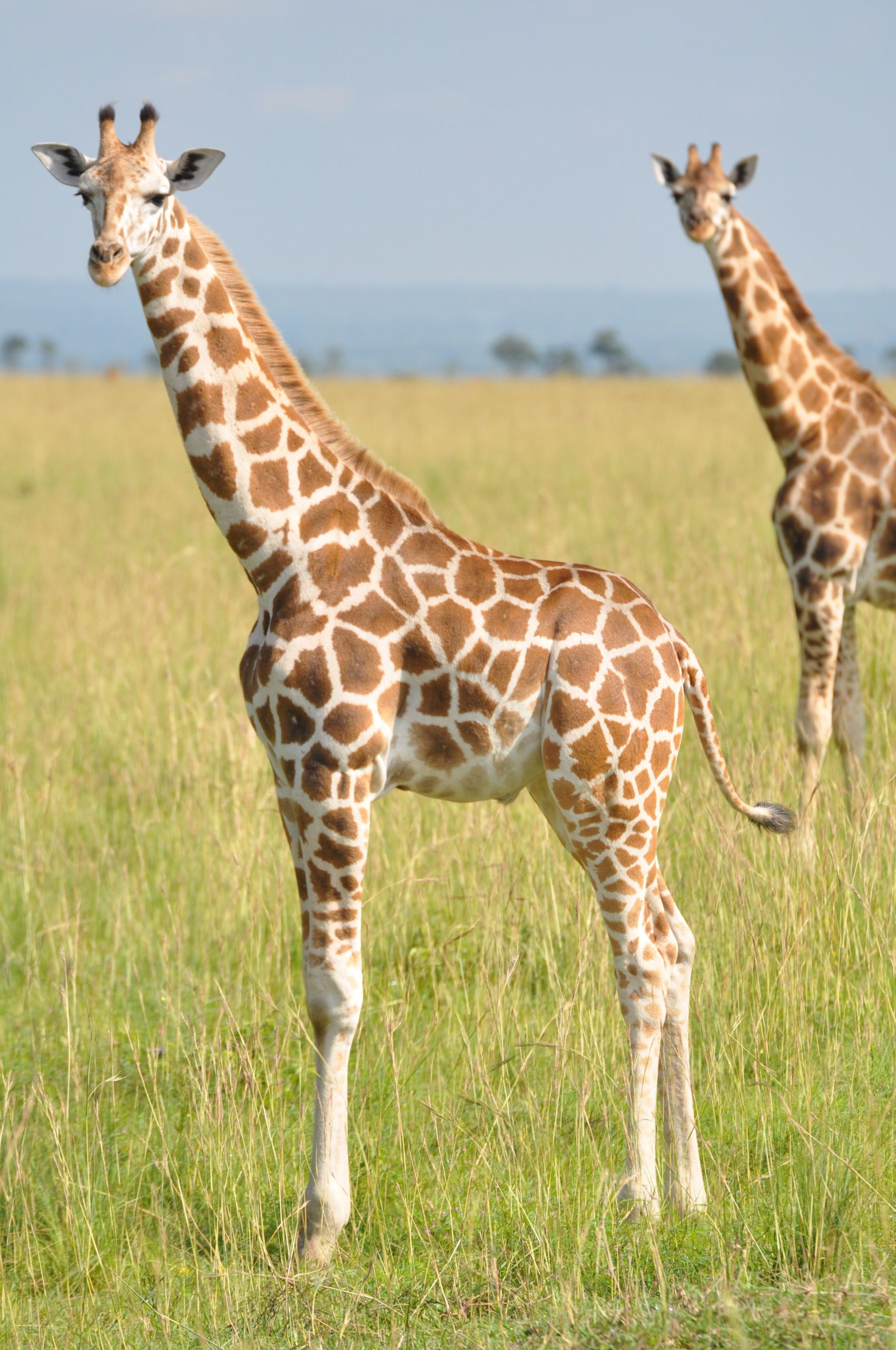 Nubian-giraffe-Murchison-Falls-NP-Uganda2-c-Fennessy-GCF-scaled