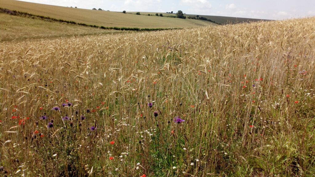 The Oxford Artisan Distillery's field of rye