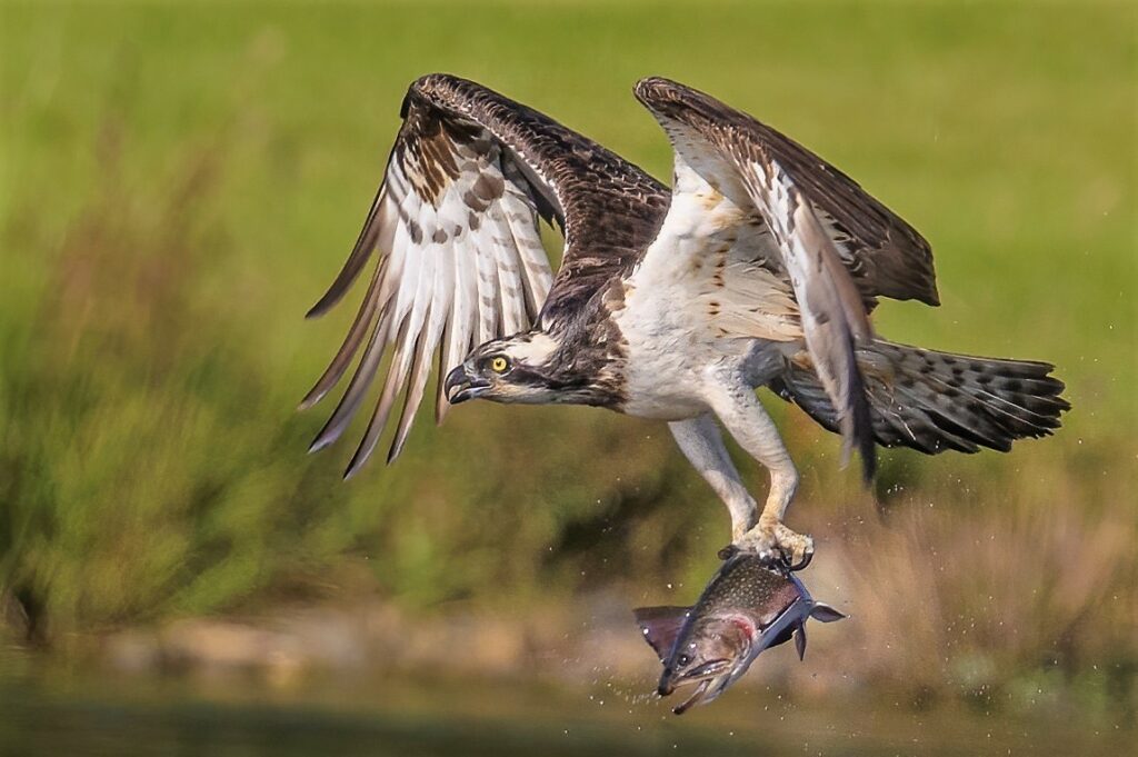 Osprey fishing at Lochter