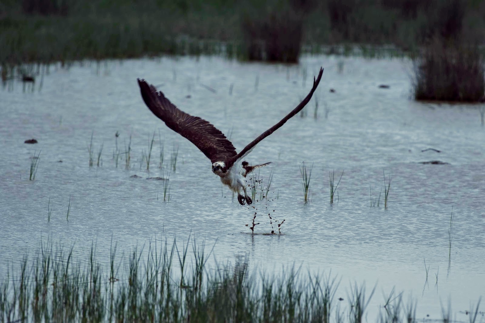 Osprey-STORY-1