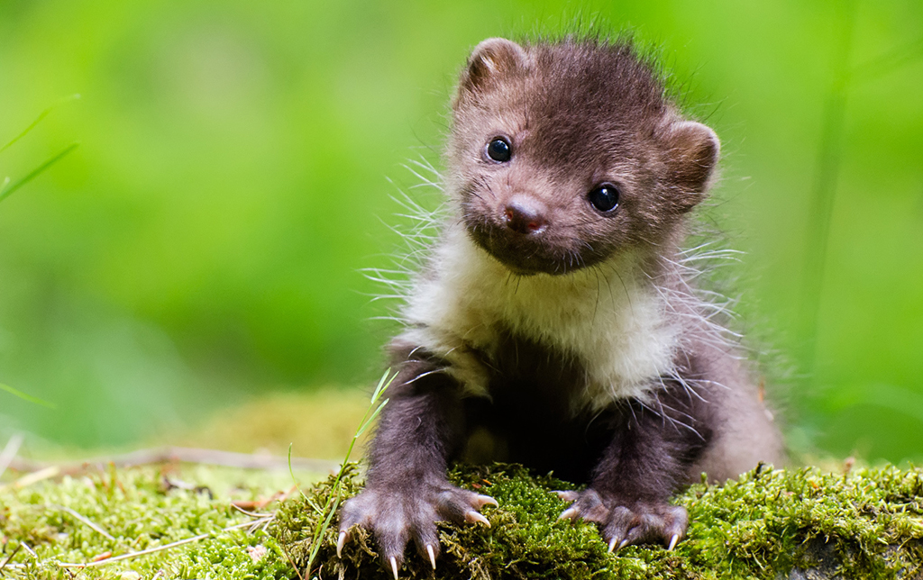 Pine-Marten