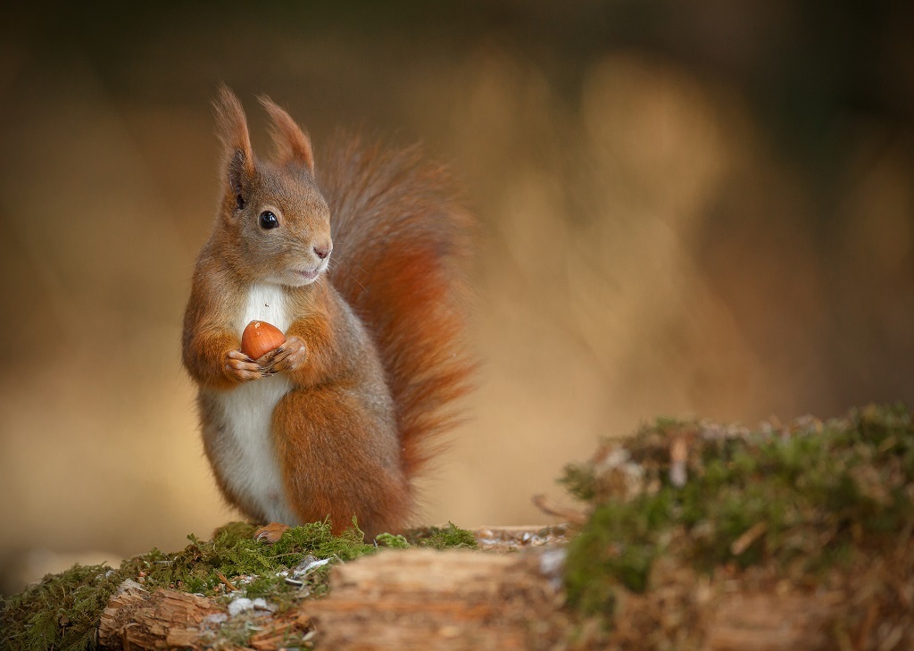 Red-squirrel